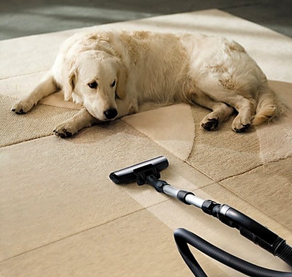 Pet Stain & Odor in Nampa, ID